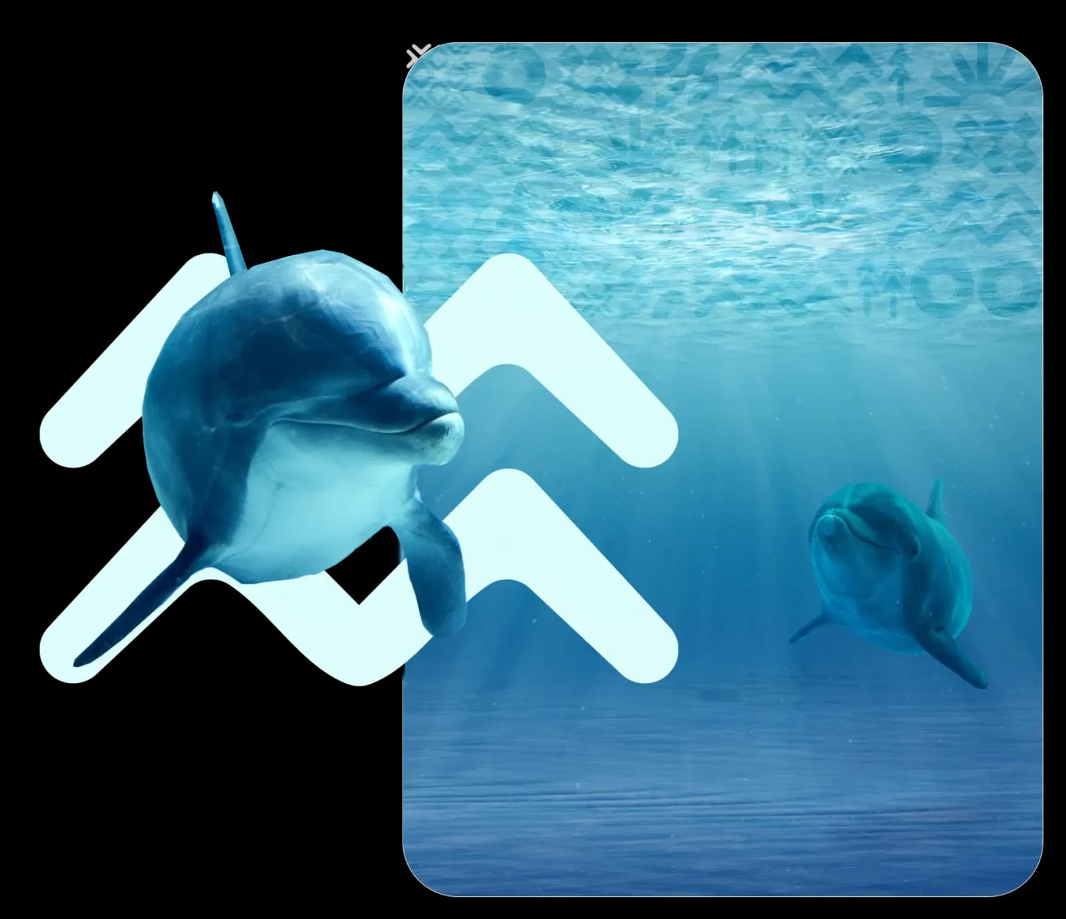 The Dolphinarium