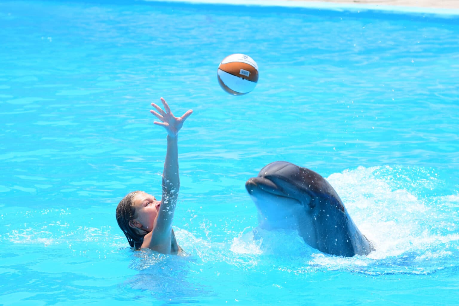 A swimmer meeting a dolphin in the shallows